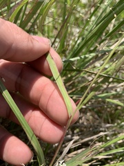 Panicum bergii