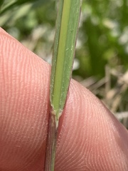 Panicum bergii