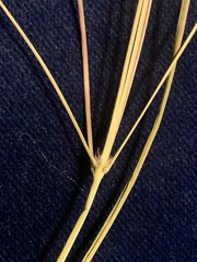 Panicum bergii