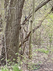 Dendrocopos major