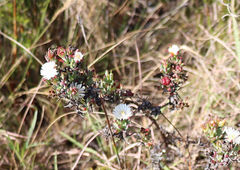 Lampranthus productus