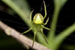 Araneus unanimus