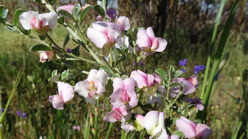 Image of Podalyria microphylla by (c) Paul Emms, some rights reserved (CC BY-SA)