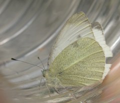 Pieris mannii