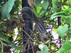 Funambulus tristriatus