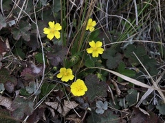 Potentilla matsumurae