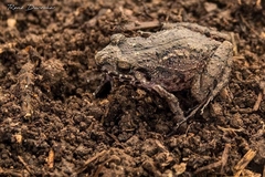 Eleutherodactylus furcyensis