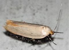 Xylorycta assimilis