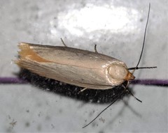 Xylorycta assimilis