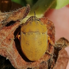 Orsilochides leucoptera
