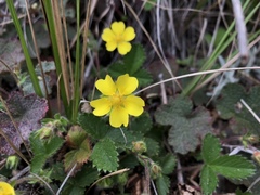 Potentilla matsumurae
