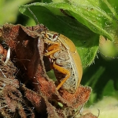 Orsilochides leucoptera