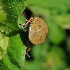 Orsilochides leucoptera