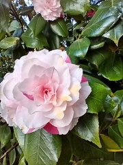Camellia
