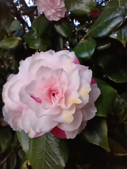 Camellia