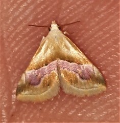 Eublemma roseana