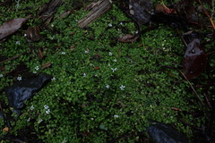 Lobelia pedunculata