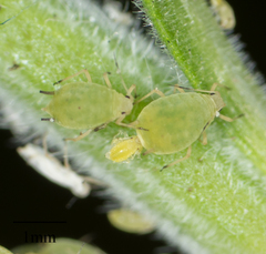 Aphis nasturtii