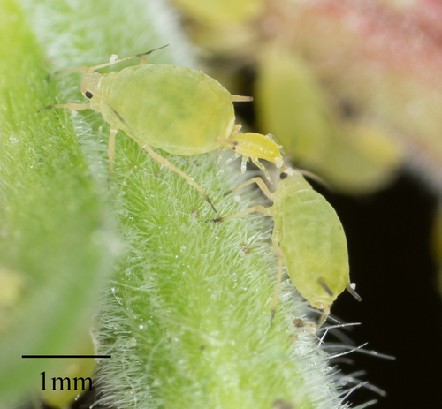 buckthorn aphid