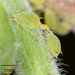 Buckthorn Aphid - Photo no rights reserved, uploaded by Jesse Rorabaugh