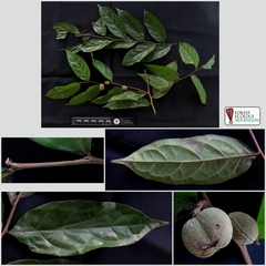 Dichapetalum gelonioides
