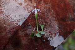 Lobelia pedunculata