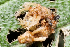 Lepidoptera