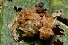 Lepidoptera