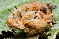 Lepidoptera