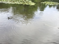 Fulica atra australis
