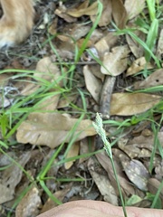 Carex longii