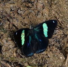 Diaethria euclides gueneei