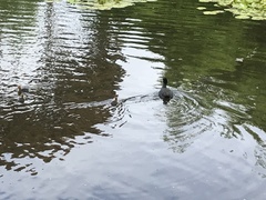 Fulica atra australis