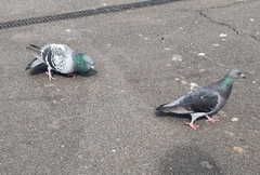 Columba livia domestica