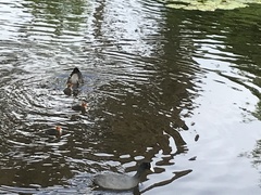 Fulica atra australis