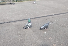 Columba livia domestica