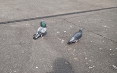 Columba livia domestica