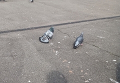 Columba livia domestica