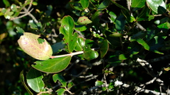 Olinia rochetiana