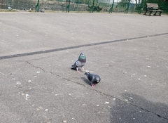 Columba livia domestica