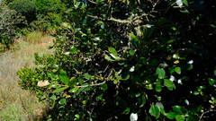 Olinia rochetiana