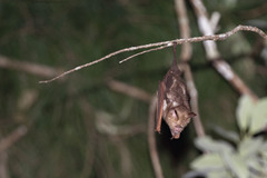 Hipposideros diadema