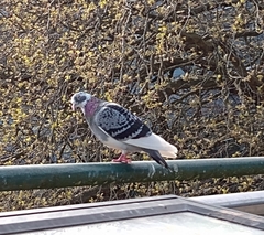 Columba livia domestica