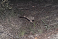 Northern Bettong photo 4