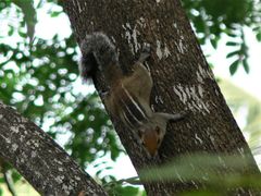 Funambulus tristriatus