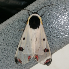 Dysschema boisduvallii
