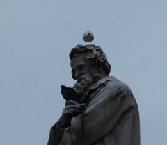 Chroicocephalus ridibundus