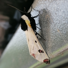 Dysschema boisduvallii