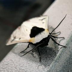 Dysschema boisduvallii