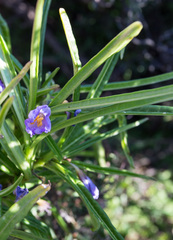 Solanum vescum